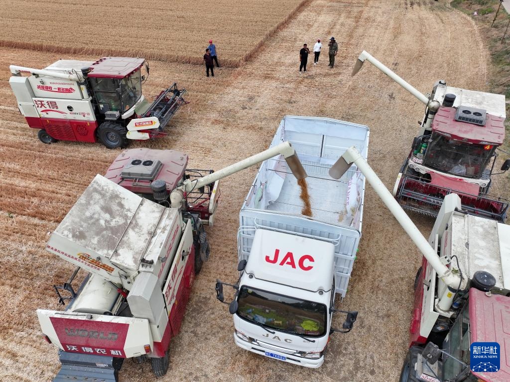 河北隆尧:抢收小麦 河北隆尧:抢收小麦