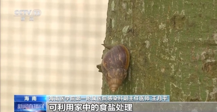 雨后遇到这种大蜗牛 千万别碰！