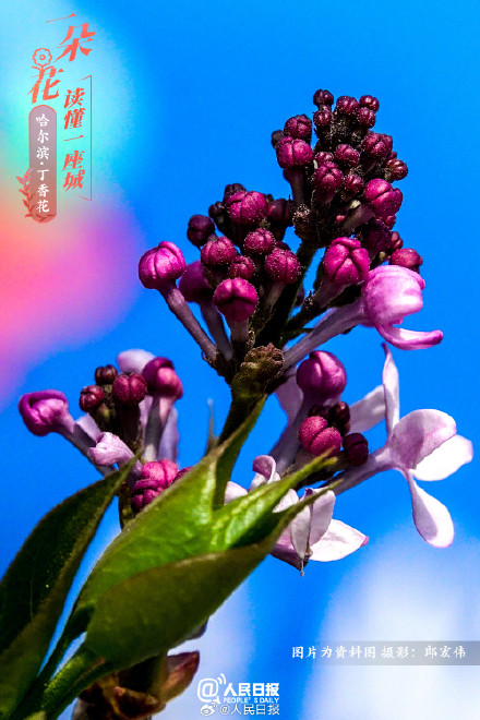 一朵花读懂一座城：丁香花开哈尔滨