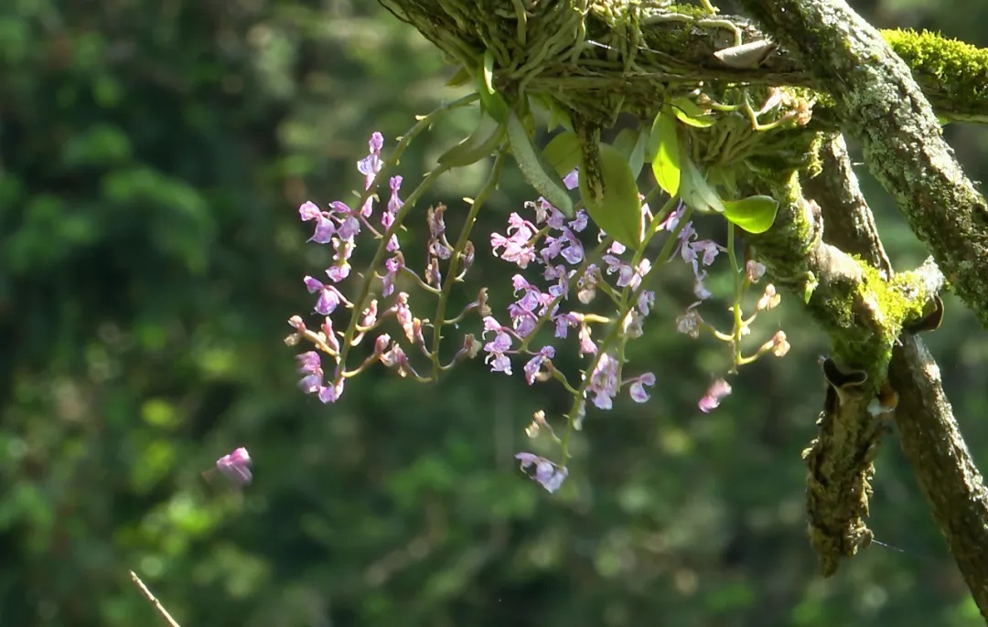 极为罕见!在安徽发现 极为罕见!在安徽发现