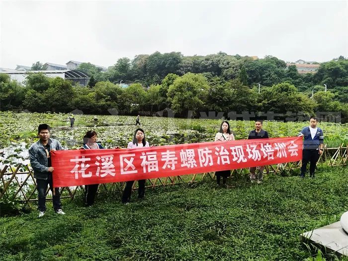 贵阳市多地出现大量福寿螺卵？省农业农村厅：鱼鸭“CP”已出动！