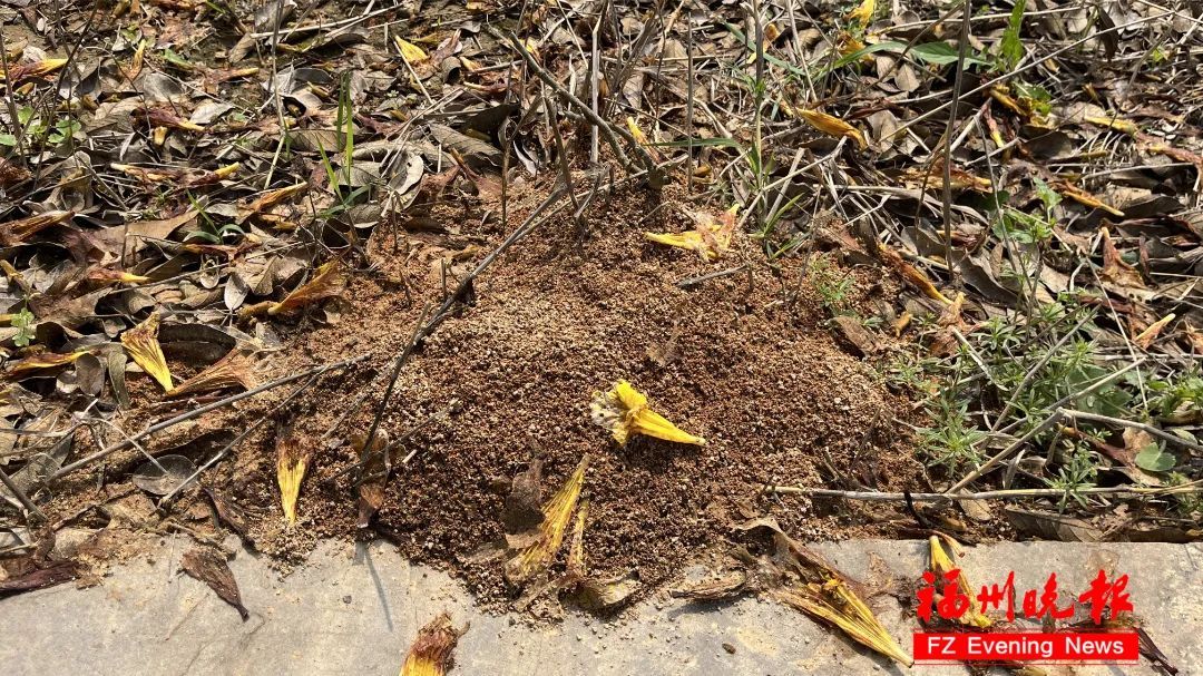 福州一女孩被咬伤！有剧毒！严重会致命！