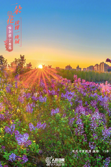 一朵花读懂一座城：丁香花开哈尔滨