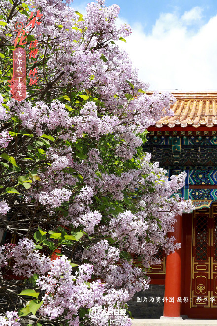 一朵花读懂一座城：丁香花开哈尔滨