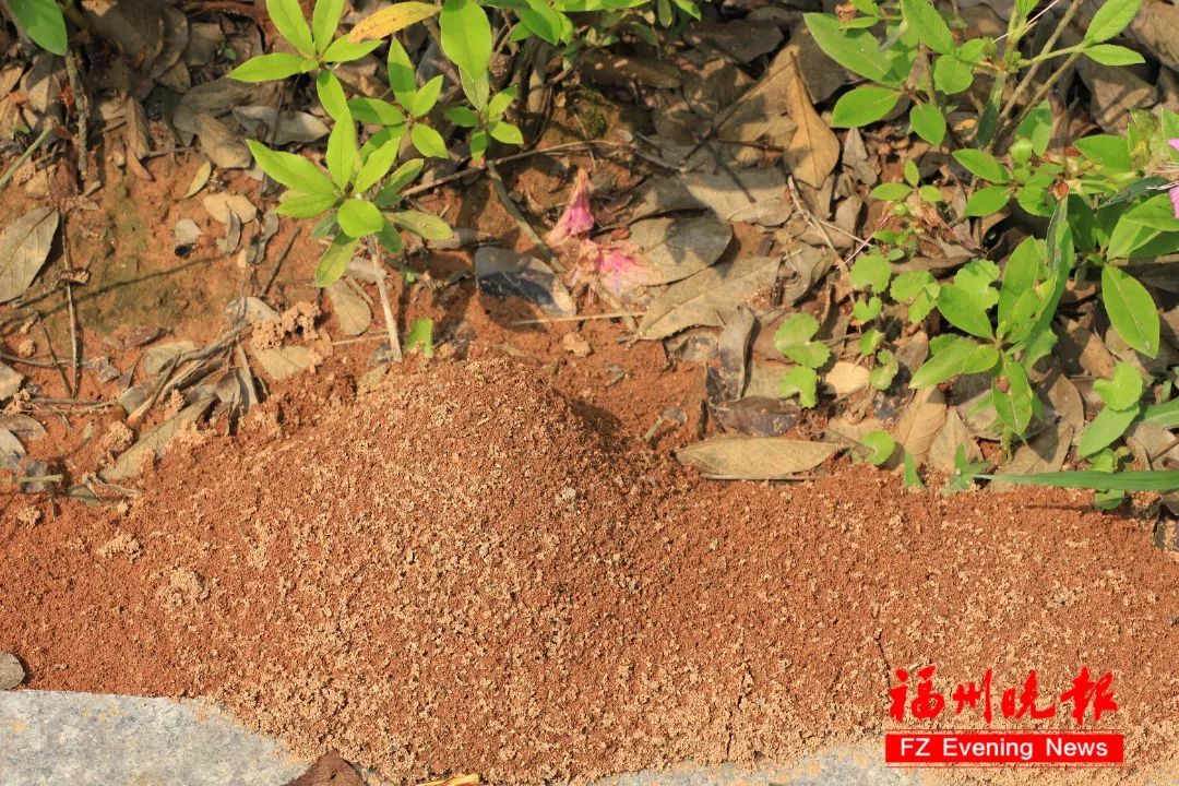 福州一女孩被咬伤！有剧毒！严重会致命！