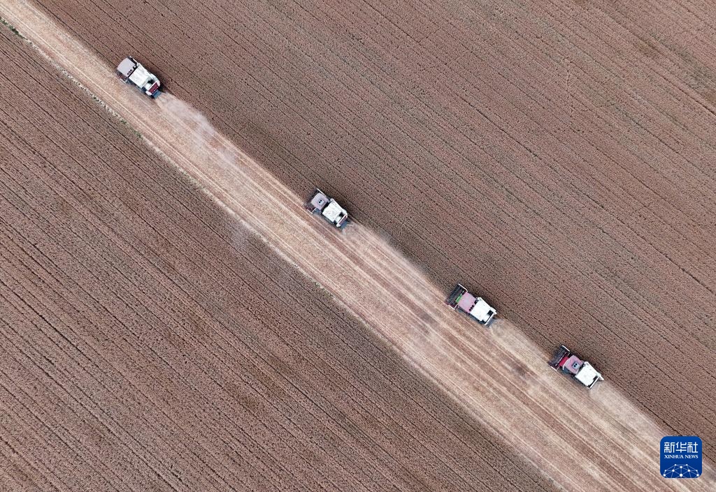 河北隆尧:抢收小麦 河北隆尧:抢收小麦