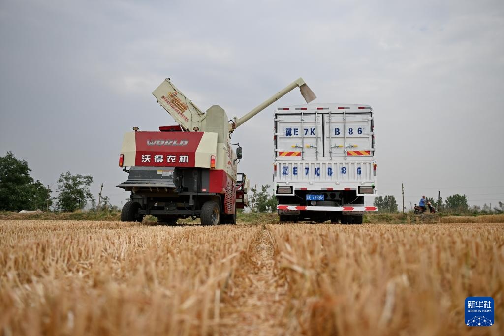 河北隆尧:抢收小麦 河北隆尧:抢收小麦
