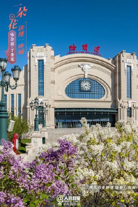 一朵花读懂一座城：丁香花开哈尔滨