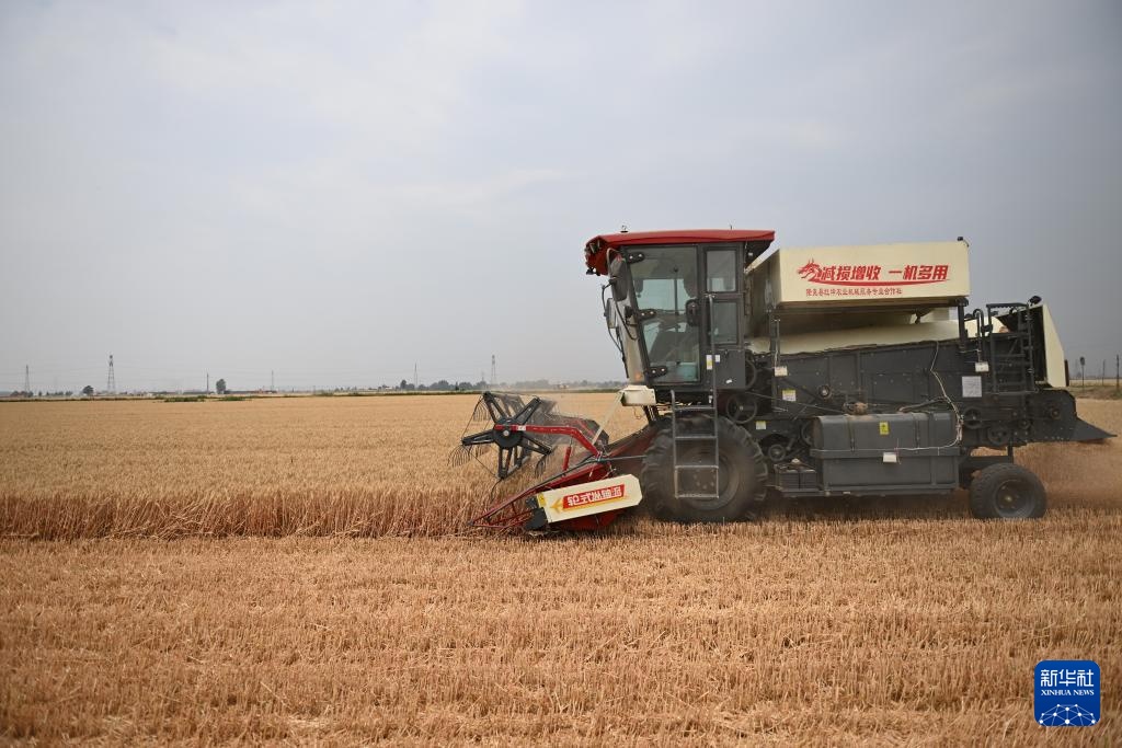 河北隆尧:抢收小麦 河北隆尧:抢收小麦