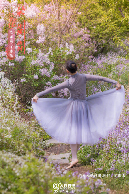 一朵花读懂一座城：丁香花开哈尔滨