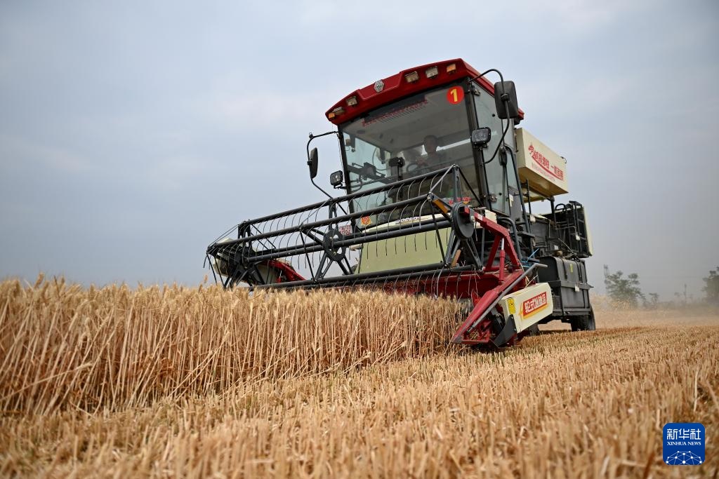 河北隆尧:抢收小麦 河北隆尧:抢收小麦