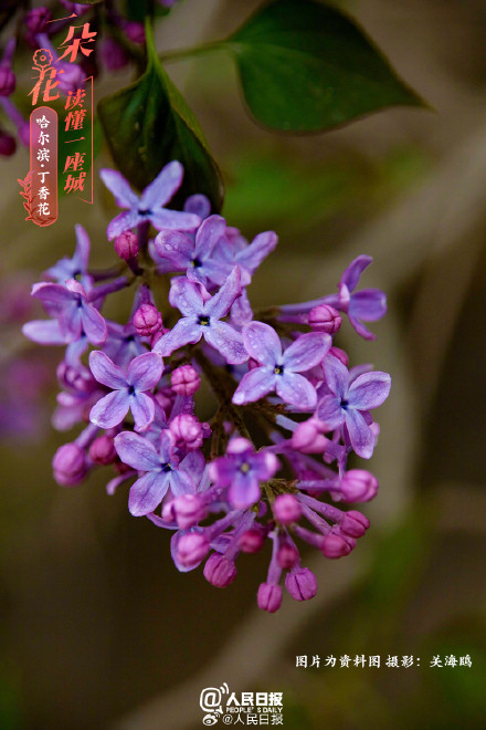 一朵花读懂一座城：丁香花开哈尔滨