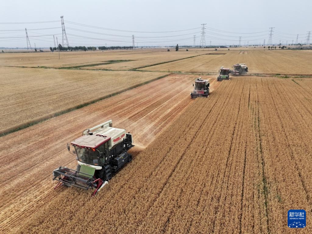 河北隆尧:抢收小麦 河北隆尧:抢收小麦