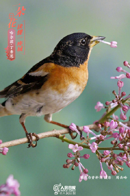 一朵花读懂一座城：丁香花开哈尔滨