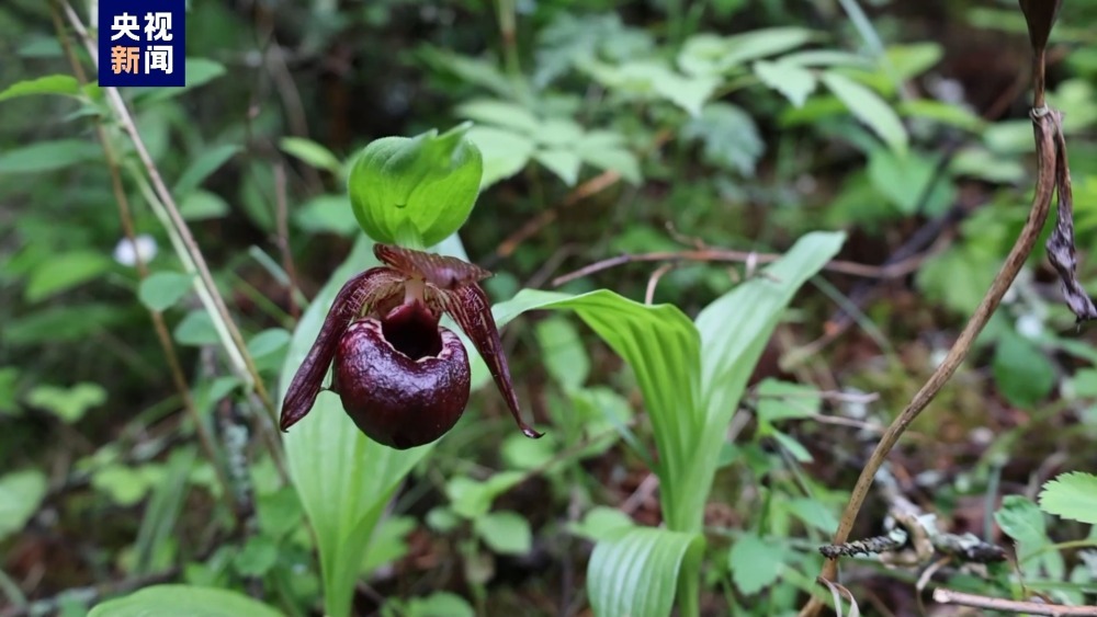 陕西黄柏塬国家级自然保护区首次发现太白杓兰 陕西黄柏塬国家级自然保护区首次发现太白杓兰