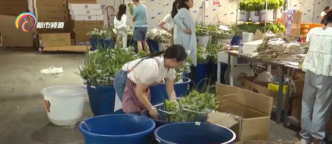 新式艾草花束爆火！你家挂上了吗？