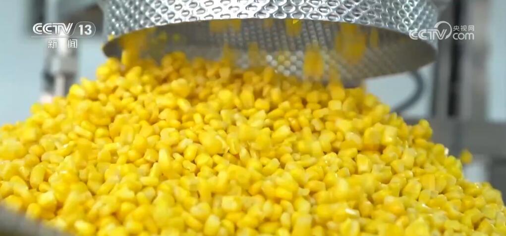 外贸新观察 | 一粒出口玉米背后的“科技密码” 外贸新观察 | 一粒出口玉米背后的“科技密码”