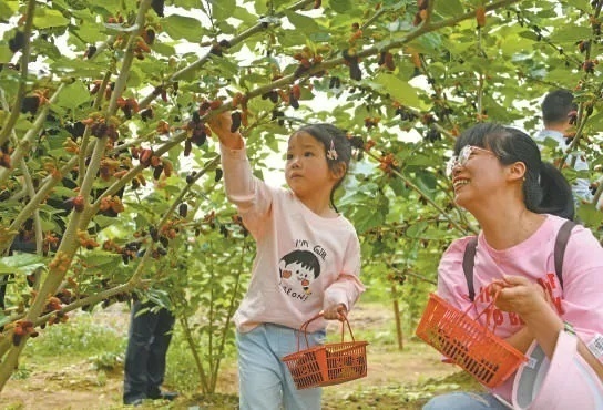 寒瓜、离支……夏令瓜果大比拼,吃瓜群众们中意谁 寒瓜、离支……夏令瓜果大比拼,吃瓜群众们中意谁