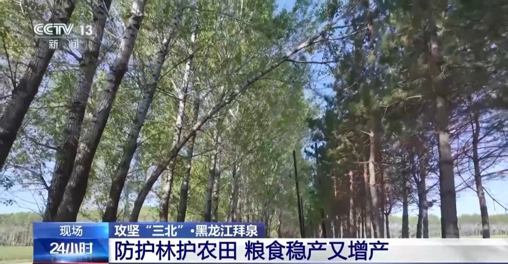 农田防护林为什么是一个个“格子” ？记者为你揭秘→