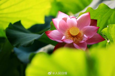 优雅迷人！荷花绽放开出夏日氛围感