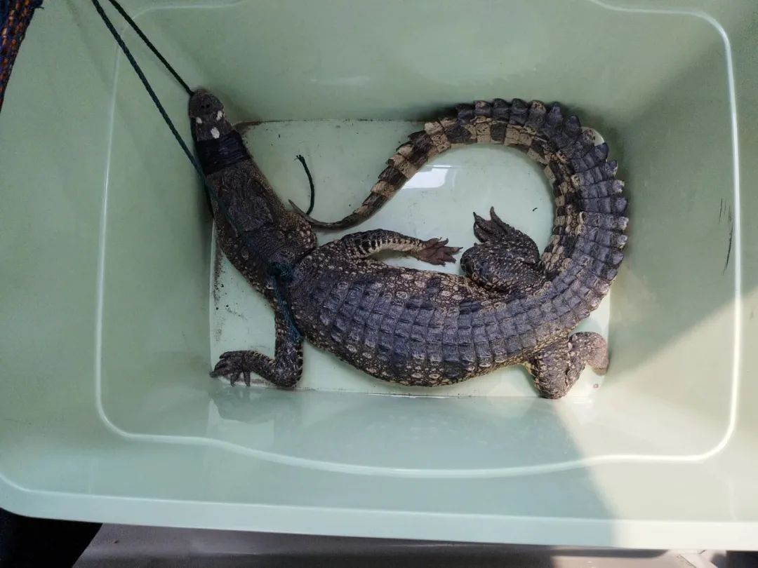 武汉长江边惊现鳄鱼！
