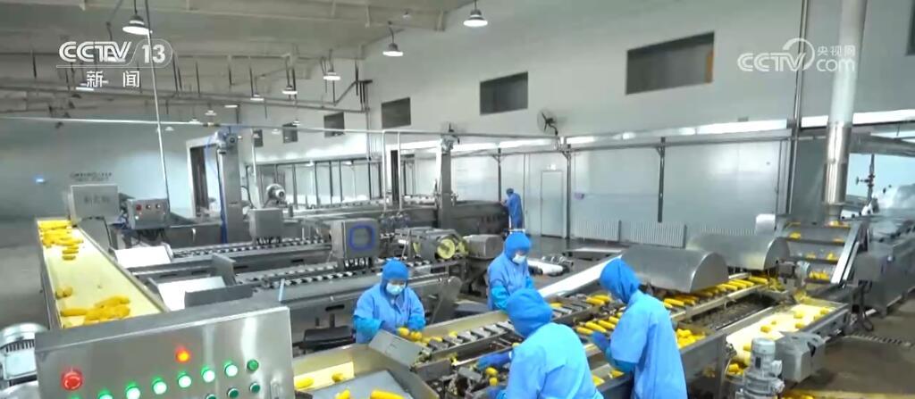 外贸新观察 | 一粒出口玉米背后的“科技密码” 外贸新观察 | 一粒出口玉米背后的“科技密码”