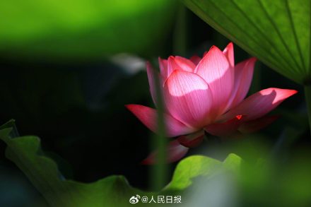 优雅迷人！荷花绽放开出夏日氛围感