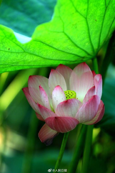 优雅迷人！荷花绽放开出夏日氛围感