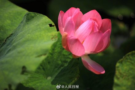 优雅迷人！荷花绽放开出夏日氛围感