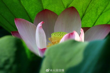 优雅迷人！荷花绽放开出夏日氛围感