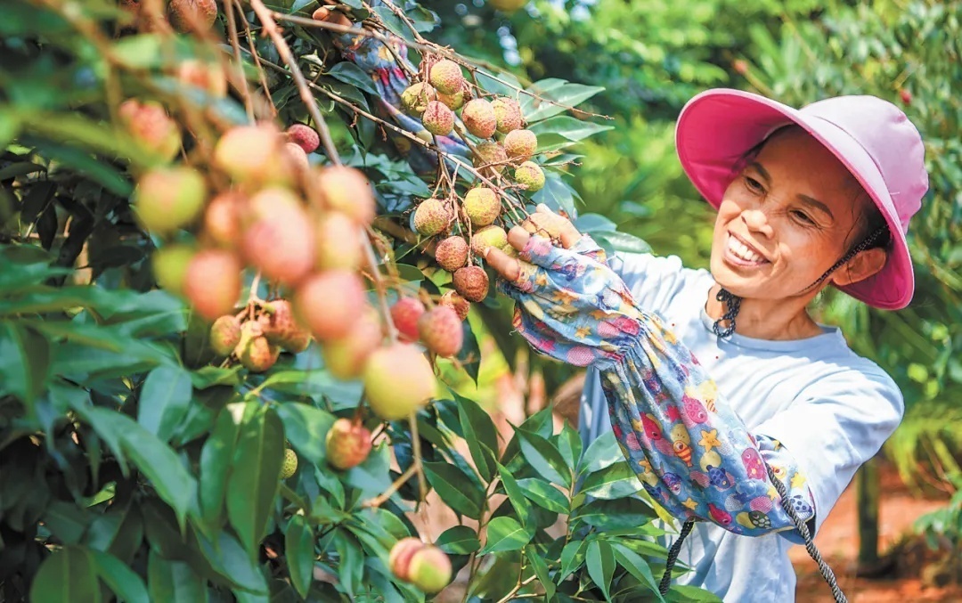 寒瓜、离支……夏令瓜果大比拼,吃瓜群众们中意谁 寒瓜、离支……夏令瓜果大比拼,吃瓜群众们中意谁