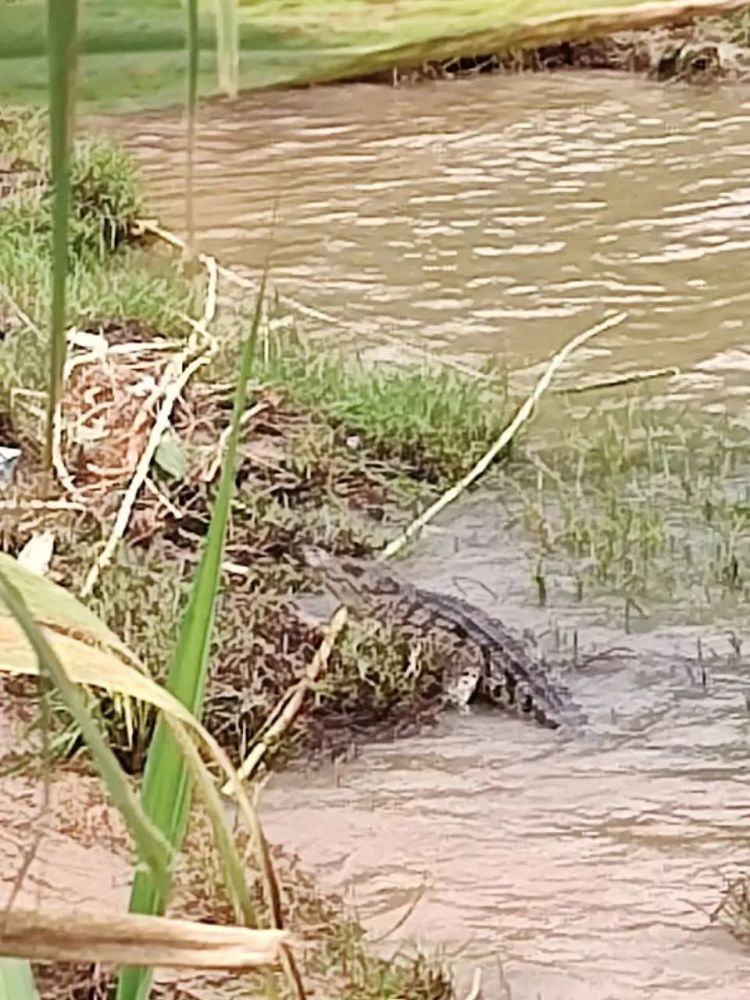 武汉长江边惊现鳄鱼! 专家分析:可能是被人私下放生或者从养殖场逃逸 武汉长江边惊现鳄鱼! 专家分析:可能是被人私下放生或者从养殖场逃逸