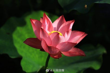 优雅迷人！荷花绽放开出夏日氛围感