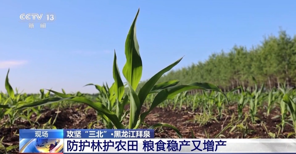农田防护林为什么是一个个“格子” ？记者为你揭秘→