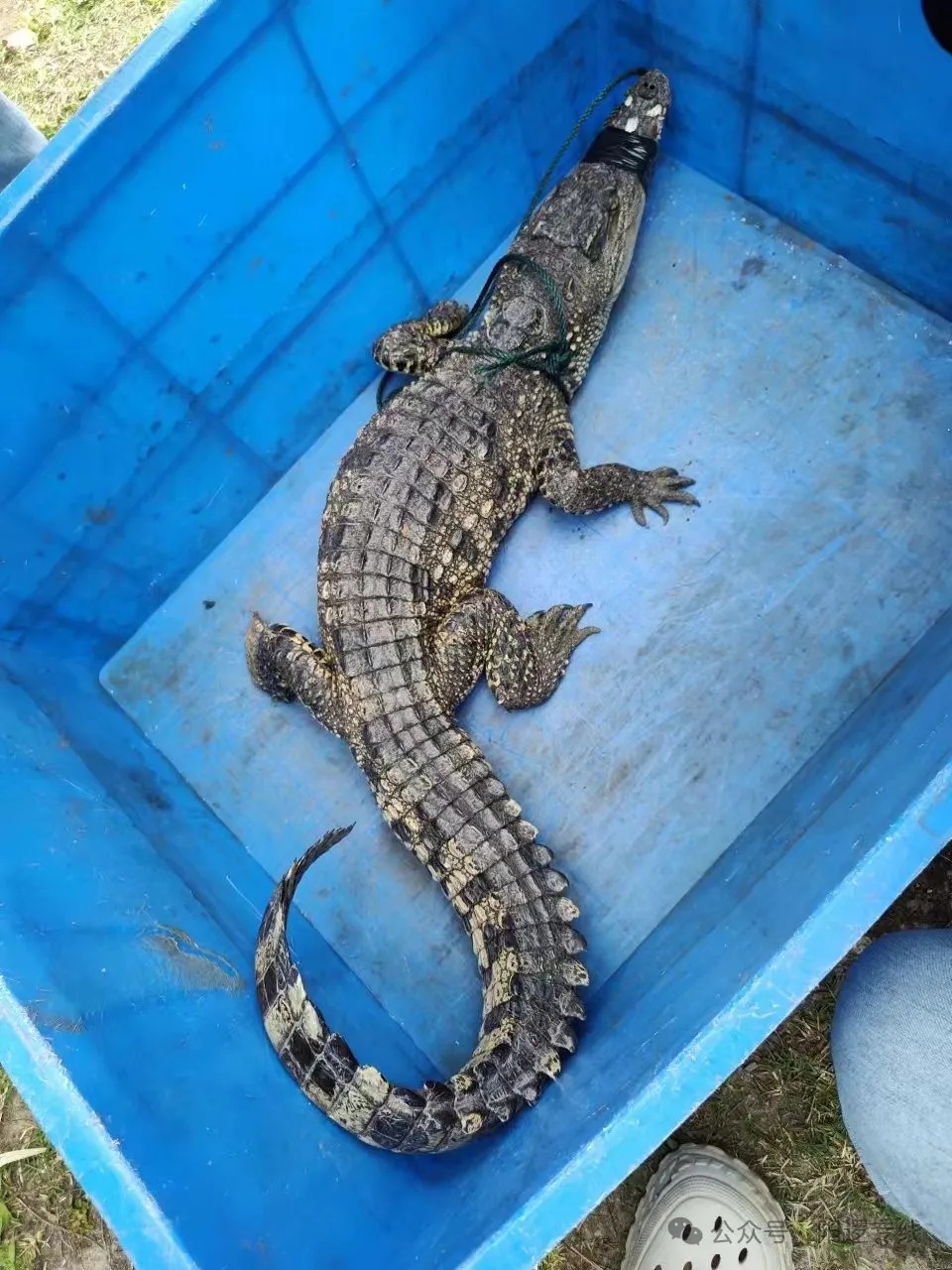 突发！武汉江边发现鳄鱼