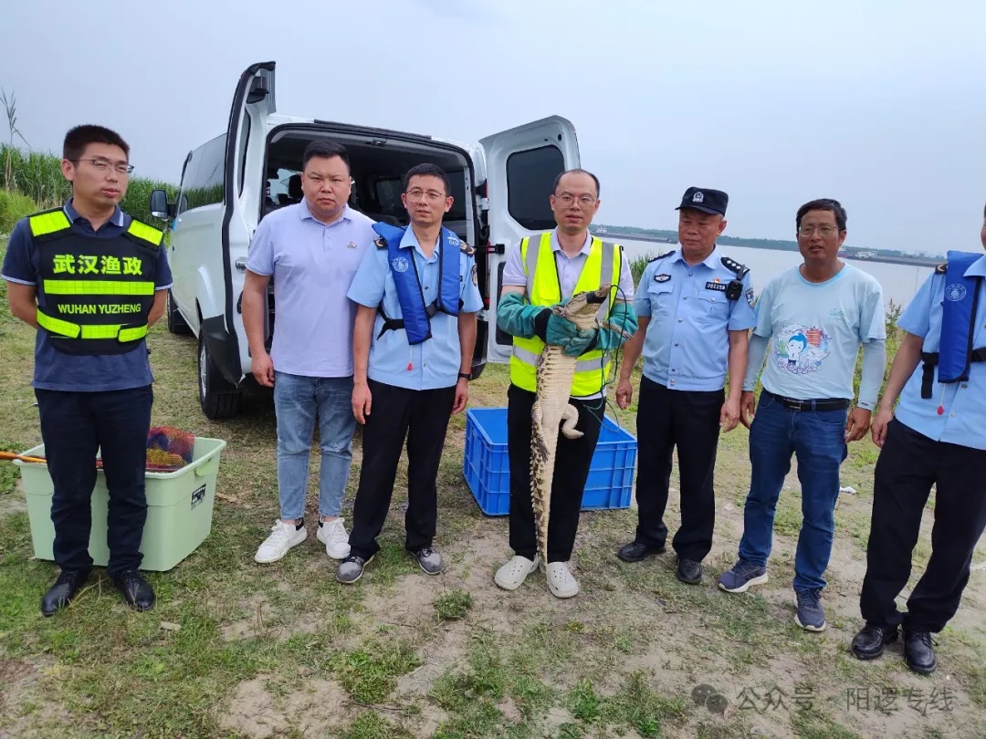 突发！武汉江边发现鳄鱼