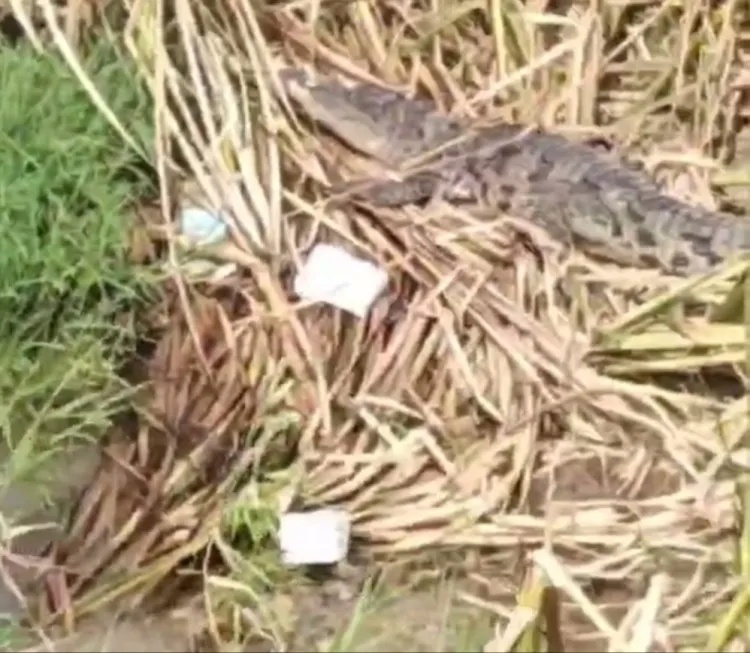 长江武汉段惊现暹罗鳄！