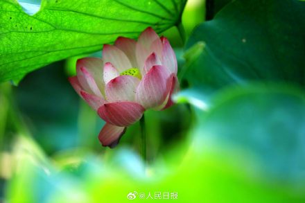 优雅迷人！荷花绽放开出夏日氛围感