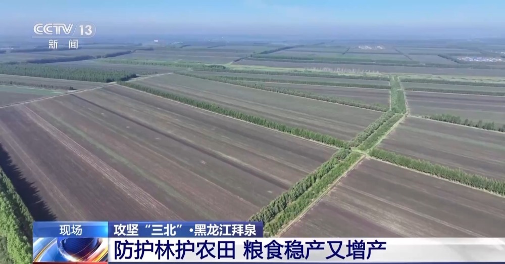 农田防护林为什么是一个个“格子” ？记者为你揭秘→