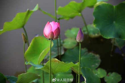 优雅迷人！荷花绽放开出夏日氛围感