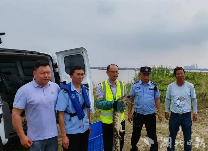 武汉江边发现鳄鱼,最新消息 武汉江边发现鳄鱼,最新消息