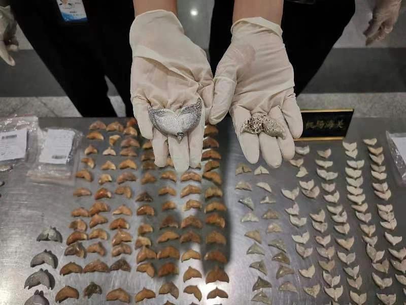 海关进境一旅客随身行李携带439件疑似鲸鱼骨制品