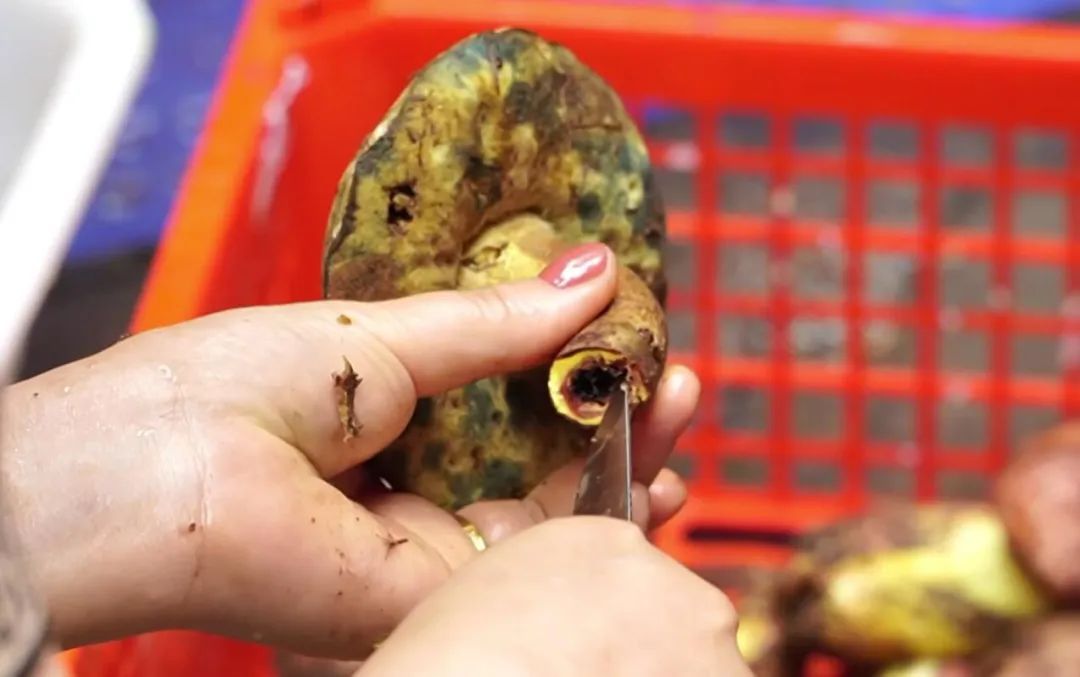 街边买的野生菌，朋友几人吃完出现腹泻、呕吐……警惕！又是这种毒菌