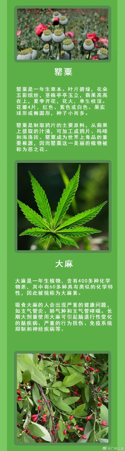 如何辨别毒品原植物 如何辨别毒品原植物
