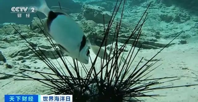 大批海胆不明原因死亡！神秘的瘟疫或正蔓延全球海洋