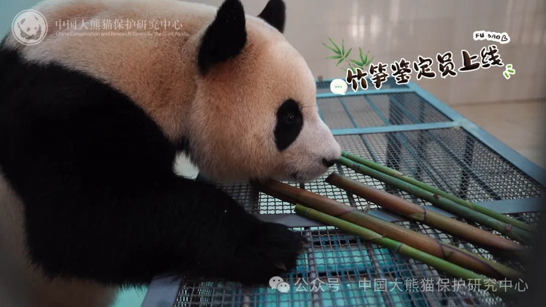 定了!大熊猫“福宝”6月12日正式亮相! 定了!大熊猫“福宝”6月12日正式亮相!