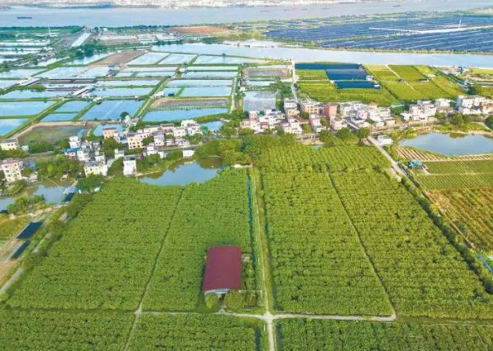 除了“鸭屎香”，广东的“鸡屎果”又在挑战外地人了……