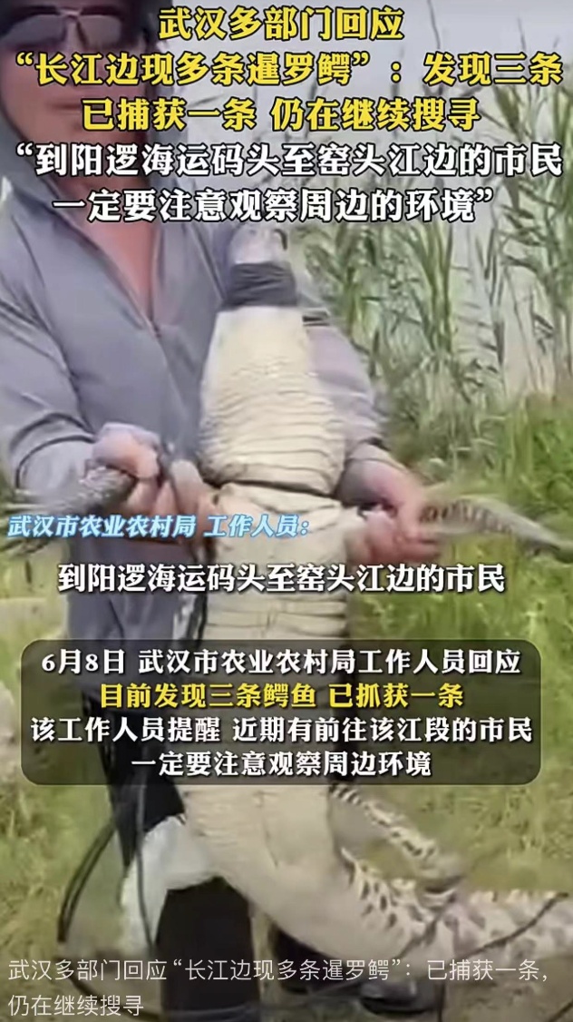 “长江边发现鳄鱼” 三条已抓到一条，武汉多部门回应