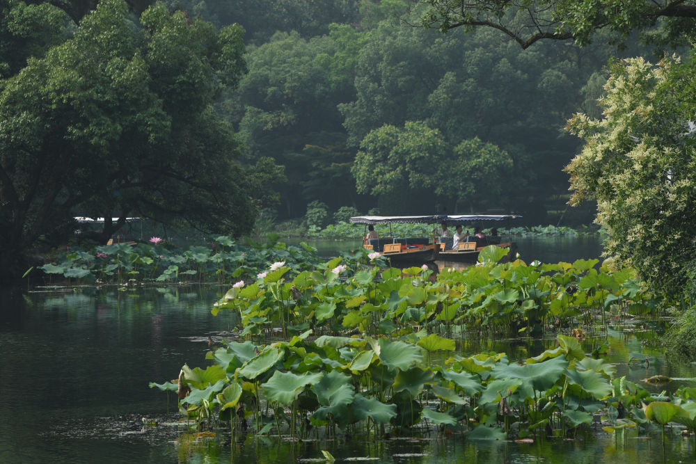 西湖荷花开 西湖荷花开
