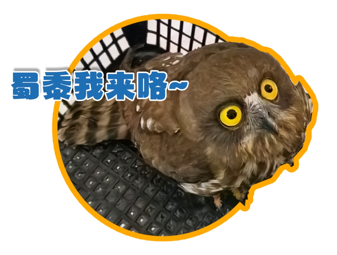 天降“萌”禽！警民携手救助“大眼萌仔”！